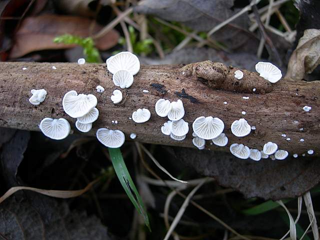 I  Funghi  dopo  l''Uragano